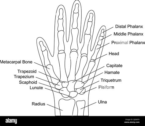 Hand Bone Diagram resource Imageshare