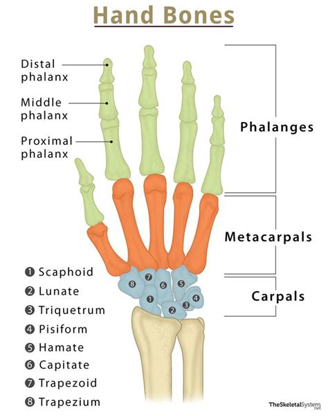 Hand Bones Names & Structure with Labeled Diagrams