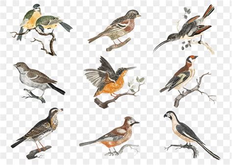 Hand Drawn Birds Png - Etsy