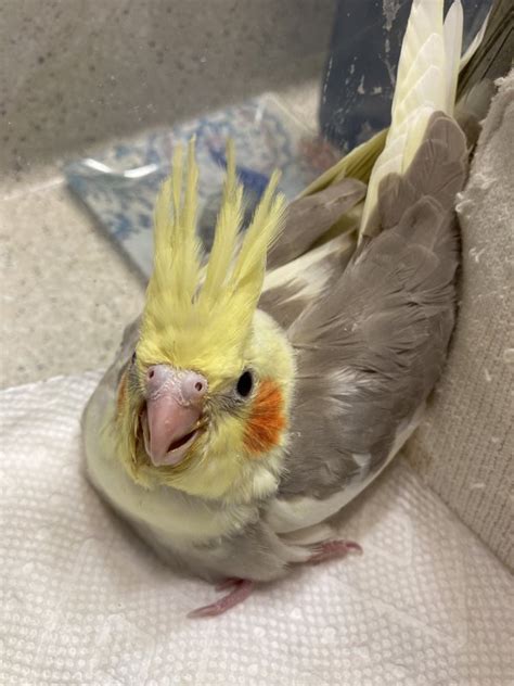 Hand Fed Baby Cockatiels For Sale Near Me