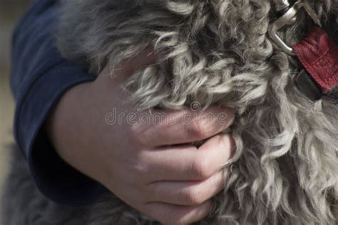 Hand Holding a Lot of Dog Fur Stock Image - Image of …