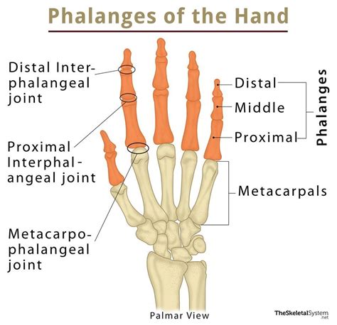 Hand dong xxx.  Each of your hands has three types of bones: phalanges in...