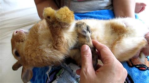 Hand reading a (domestic) baby bunny : r/Rabbits - Reddit