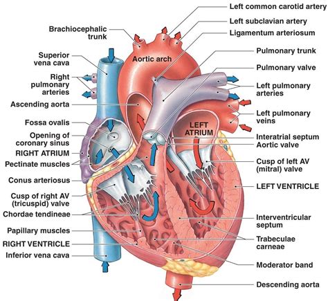 Handbook of physiology section 2 the cardiovascular system volume i the heart. - Professional guide to signs and symptoms 6th edition.