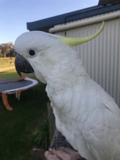 Handreared Fitzroyi sulphur Birds Gumtree Australia Hume Area ...