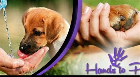 Hands To Paws - Beverly Hills - WorldPlaces