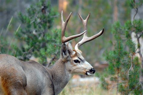 💋 (SEX) Handsome Buck Leaked
