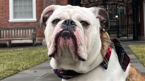 Handsome dan. 21. Handsome Dan was born September 23,2016 and came from a breeder in Maine, Jessica and Pete Seiders from Wicked Good Bulldogges. FactSnippet No. 2,485,128. 22. Handsome Dan XVIII is an Olde English Bulldogge aka Victorian Bulldog, a recreation of the Victorian Era Bulldog bred for health and temperament. 