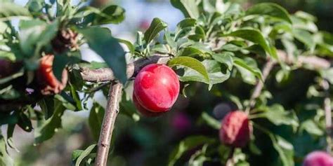 Hangi ayda hasat edilir? Hasat mevsimi, tahıl grubunda genelde tanelerin olgunlaşması ve kuruması ile görülen dönemi kapsamaktadır.