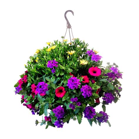 Hanging baskets at lowes. Things To Know About Hanging baskets at lowes. 