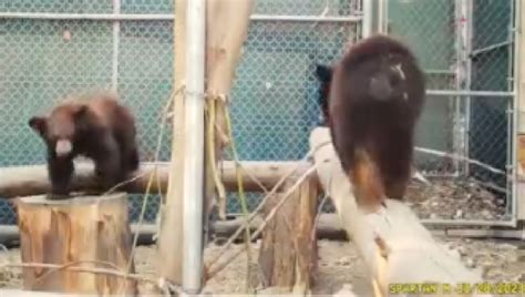 Hank the Tank's cubs raised in captivity at Sonoma County facility