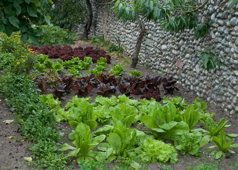 Hann’s Herbs Out of my shed