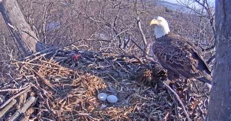 Welcome to the Dulles Greenway Eagle Cam! This nest is home to two wild Bald Eagles on the Dulles Greenway Wetlands. Please note, while we hope that all eagles hatched in this nest will grow up healthy and will successfully fledge each season, occurrences including predators, natural disasters, territorial disputes, and sibling rivalry are common and may be difficult to watch..