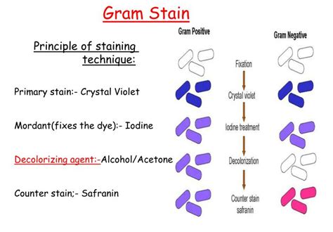 Hans christian gram and gram staining protocol