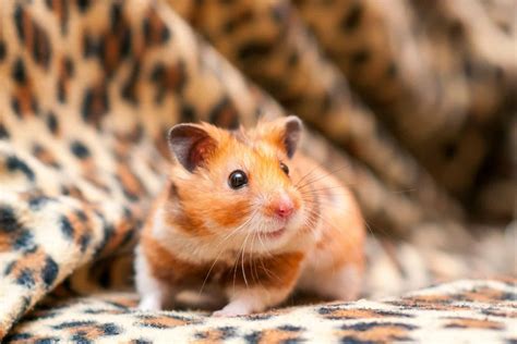 Hamsters are rodents (order Rodentia) belonging to the subfamily Cricetinae, which contains 19 species classified in seven genera. . Hansterx