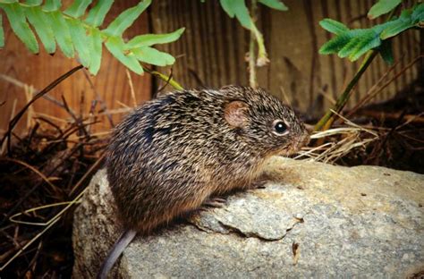 Hantavirus Disease Directory Travelers