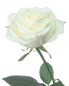 Dobratz-Hantge Funeral Chapel - Malene A. Carlson, age 86, of Hutchinson, Minnesota, passed away on Wednesday, January 3, 2024, at Harmony River Living Center in Hutchinson. Memorial Service will be held Friday, January 12, 2024, 11:00 A.M., at Christ the King Lutheran Church in Hutchinson, with interment at a later date in Oakland Cemetery in Hutchinson. Gathering of Family and Friends will ...