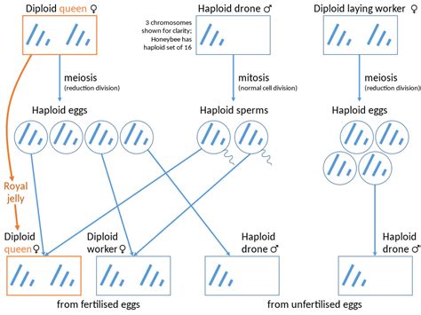 Haplodiploidy - Wikipedia