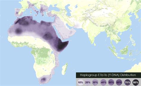 Descendants – Y-DNA haplogroup E-V22. Descendants. T-zone. The spread of E-V22 descendants reaches a wide span. It’s like a T zone. Vertical: Egypt and the Southern Levant in the centre and Southwards to Horn of Africa. This is the oldest spread with the highest percentages up to 88% of the Saho in Eritrea.. 