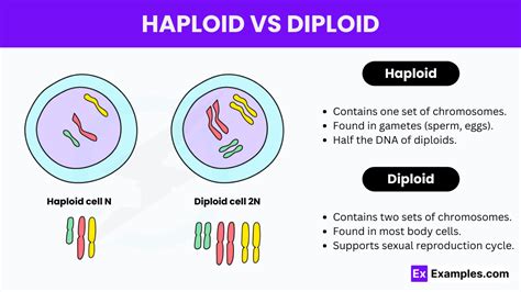 Haploid vs Diploid Differences and how to remember them