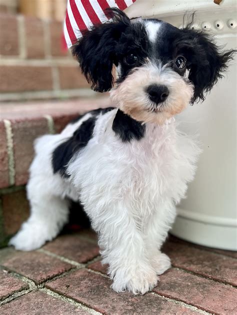 Happily ever after schnauzers. Happily Ever After Schnauzers Sales Contract. for a Miniature Schnauzer. DOB: 1/1/2021. Color: Salt & Pepper. Se. x: M. al. e. Sire: Fido. D. am: FiFi. On _____ (pick up date) the above described schnauzer has been sold as a pet to the buyer. Deposit amount of $_____ Balance due upon pick up of puppy; $_____ We are so excited that you have chosen to … 