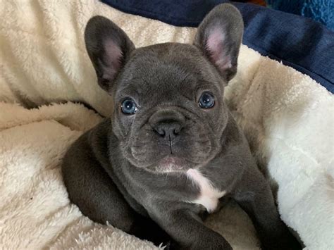 Happy, Healthy Puppies Time-tested Bloodline… Guaranteed health Every Royal Kennels French Bulldog parent has undergone rigorous DNA selection and health-clearance process before their genetic material is introduced into our elite breeding program