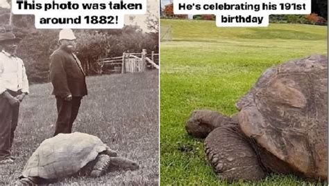 Happy 190th birthday to Jonathan the tortoise Popular Science