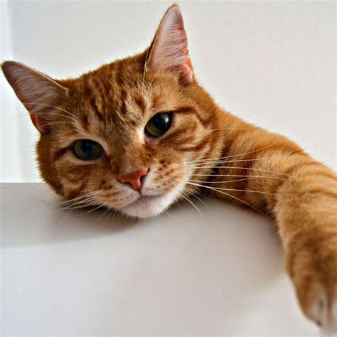 Happy Cats Leaked [HD] 💋 67 Photos