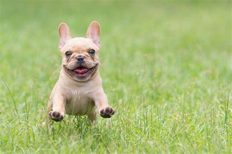 Happy French Bulldog Puppy