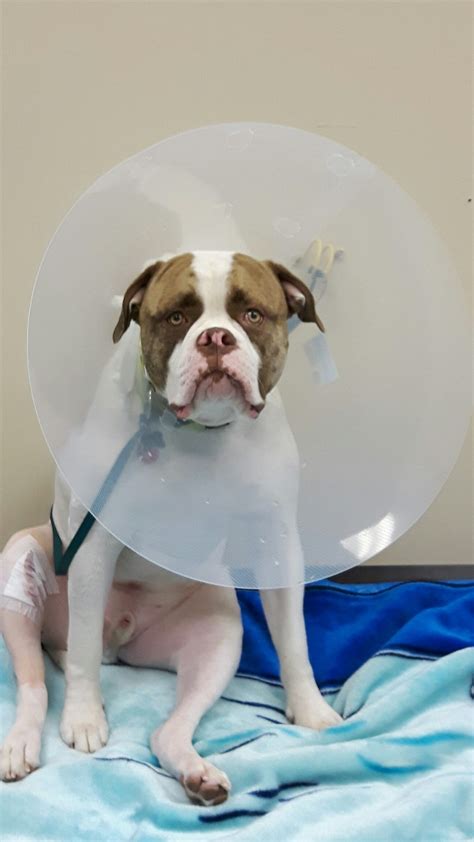 Happy Friday!... - Veterinary Emergency and Surgery Hospital