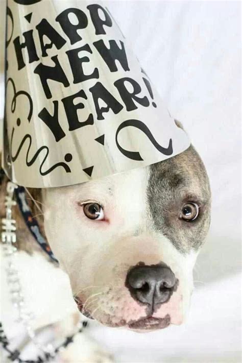 Happy New Year Pitbull