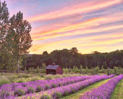 Happy November from the... - Lavender Life Lavender Farm