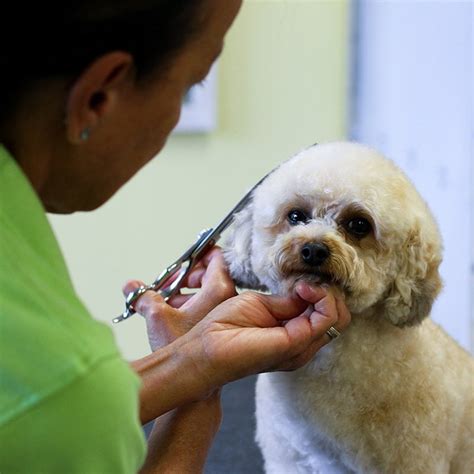 Happy Paws Dog Grooming in Shell Knob, MO - Yellow Pages