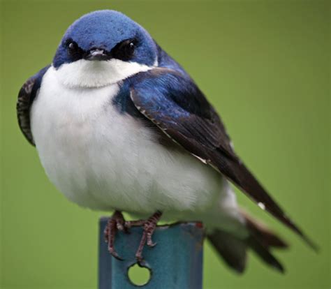 If you look outside on almost any day of the year, you’ll likely see a variety of birds in your backyard. But with the exception of a few of the most common ones, you might not kno....