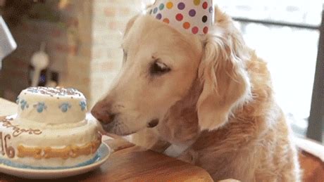 The perfect Happy Birthday Dog Animated GIF fo