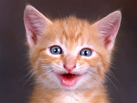 Happy cat cat. Things To Know About Happy cat cat. 