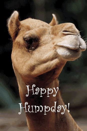 Happy hump day images gif. With Tenor, maker of GIF Keyboard, add popular Hump Day Clipart animated GIFs to your conversations. Share the best GIFs now >>> 