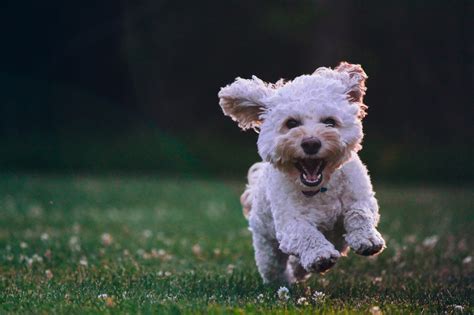 Happy pet. Happy Guy Happy Dog - TikTok CompilationGet The PAW Bracelet Here While 50% OFF:👇👇👇https://dudevillage.com/products/paw-bracelet#dogs #dog #Tiktok #Comp... 