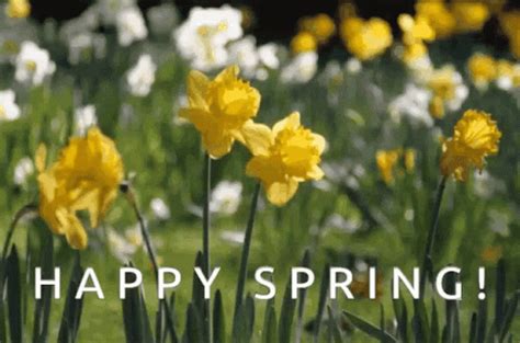 Happy spring gif. Hello Spring - colorful tulips and sparkles GIF. Image #1. Category: Hello Spring GIFs.File Format: GIF. Frames: 30. Dimensions: 500w x 500h px. Colors: 256. Image ... 