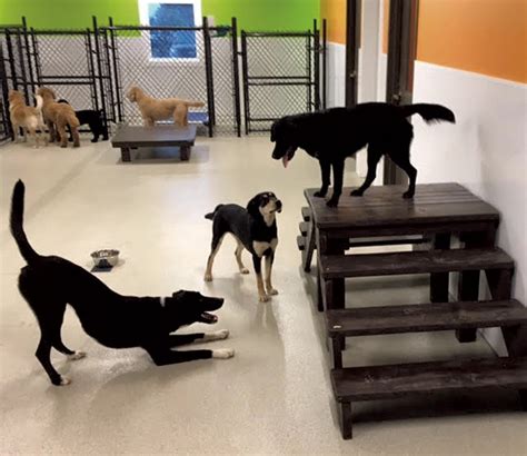 Happy tails pet resort. Welcome to Happy Tails Resort! Forget the days of cages, Happy Tails Resort and Aquatic Center offers many of the comforts of home. Our boarding rooms have doors with windows, recessed lighting and piped in music. Our dog daycare play areas consist of three large indoor play areas for the large dogs and small dogs, two large outdoor yards and … 
