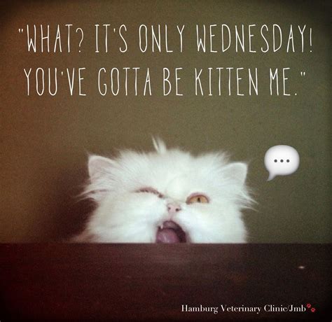 Happy wednesday funnies. Things To Know About Happy wednesday funnies. 