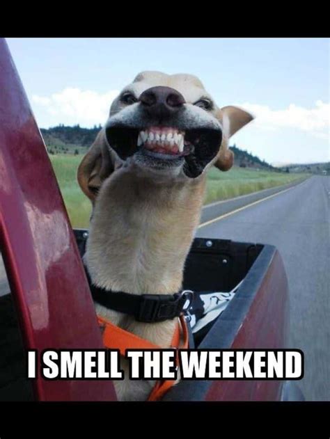 Happy weekend pictures funny. Things To Know About Happy weekend pictures funny. 