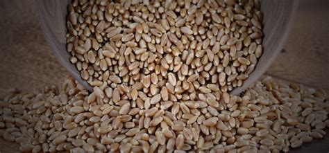 Hard red spring wheat varieties for sale - Meridian Seeds