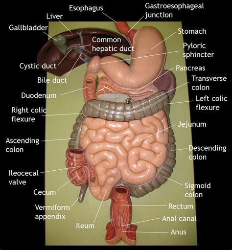 Hardcore anus