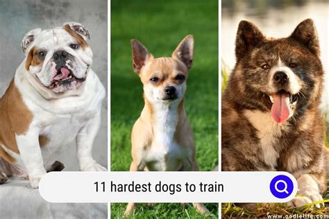 Hardest dogs to train. Like the other dogs on the list of hardest to train dog breeds, Chow Chows can be trained with patience. But, for the best chance of success, it’s best to start building rapport with this pup early. … 