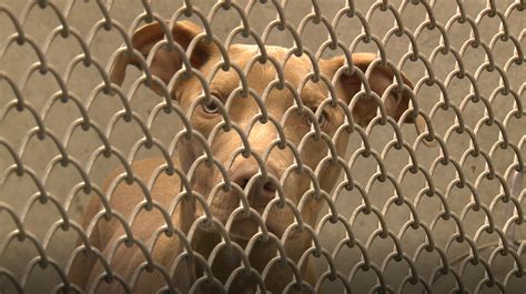 Hardin county animal shelter. Things To Know About Hardin county animal shelter. 