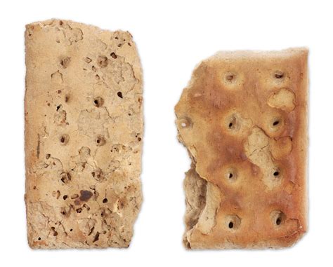 Hardtack with weevils. .  ...