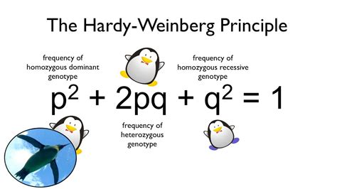 Hardy-Weinberg Principle - YouTube