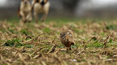 Hare hunting: what is it and how is it stopped?