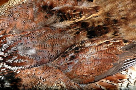 Hareline Mega Quail Skin - amazon.com